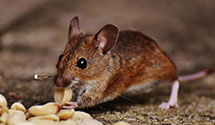 24 Hour & Emergency Exterminators in Goshen, IN